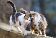 La CONDUCTA DE LOS GATOS y cómo entenderla