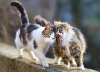 La CONDUCTA DE LOS GATOS y cómo entenderla