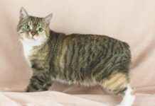 Razas de gatos: GATO MANX