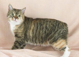 Razas de gatos: GATO MANX