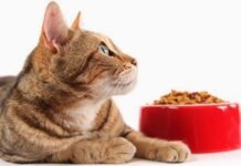 Consejos para ELEGIR PIENSO Y ALIMENTACIÓN DEL GATO