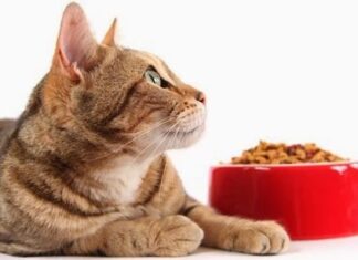 Consejos para ELEGIR PIENSO Y ALIMENTACIÓN DEL GATO