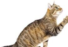 Consejos generales para EMPEZAR A ADIESTRAR A UN GATO