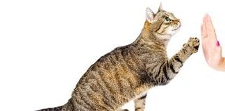 Consejos generales para EMPEZAR A ADIESTRAR A UN GATO