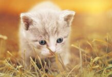 6 consejos para GATITOS BEBÉS