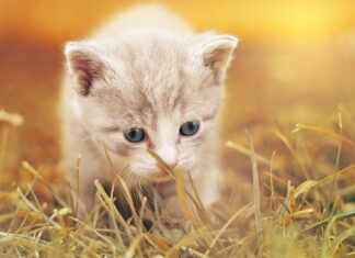 6 consejos para GATITOS BEBÉS