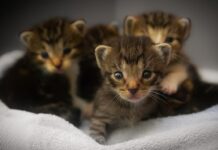 El Cuidado de la Higiene en los Gatos: ¡Porque Ellos también Quieren Estar Impecables! 🐱✨