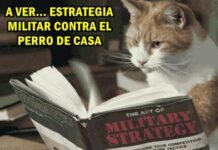 5 MEMES DE GATOS muy populares en la web