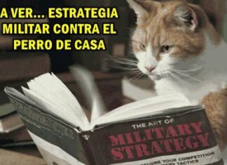 5 MEMES DE GATOS muy populares en la web