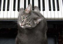 La música para gatos, CALMA LA ANSIEDAD Y LA VIOLENCIA