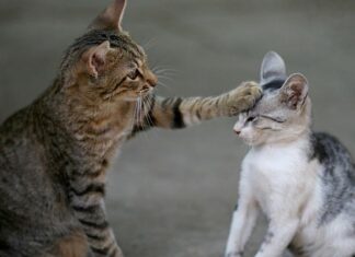 5 NOMBRES DE GATOS muy populares