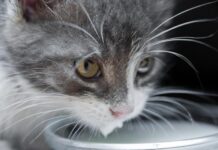 ¿Qué PIENSA MI GATO de mí?