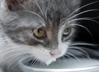 ¿Qué PIENSA MI GATO de mí?