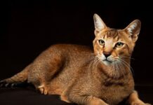 Razas de gatos: el CHAUSIE