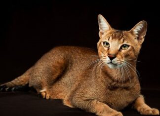 Razas de gatos: el CHAUSIE