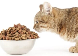 Consejos de ALIMENTACIÓN GATUNA