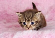 El misterio del ronroneo: ¿Por qué los gatos ronronean?