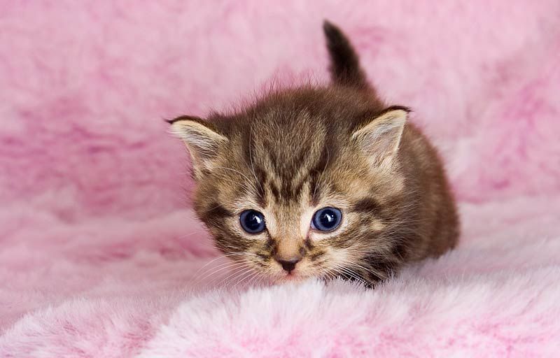 Consejos Para Cuidar GATITOS BEB Cuidar Gatitos Fotos Razas Gatos