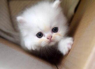 Consejos para cuidar GATITOS BEBÉ