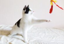 La importancia de JUGAR CON EL GATO