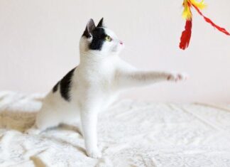 La importancia de JUGAR CON EL GATO