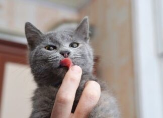 5 señales de AFECTO FELINO