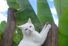 Enfermedad por rasguño de gato, cuidados y consejos