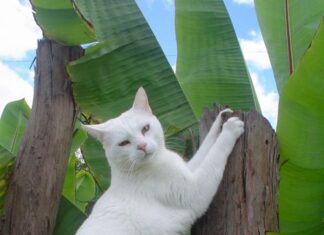 Enfermedad por rasguño de gato, cuidados y consejos