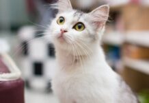 Consejos para LLEVARTE BIEN CON EL GATO