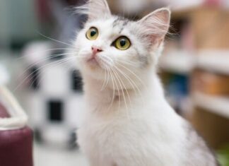 Consejos para LLEVARTE BIEN CON EL GATO