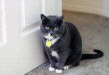 4 cosas que los GATOS ODIAN