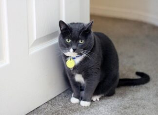 4 cosas que los GATOS ODIAN