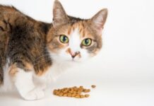 Consejos para la ALIMENTACIÓN DEL GATO