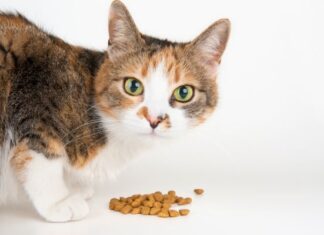 Consejos para la ALIMENTACIÓN DEL GATO