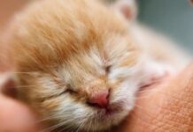 Consejos para cuidar GATITOS BEBES