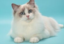 4 razas de gatos TIERNOS