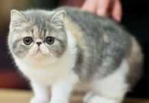 Curiosidades sobre RAZAS DE GATOS ¡Todo lo que debes saber!