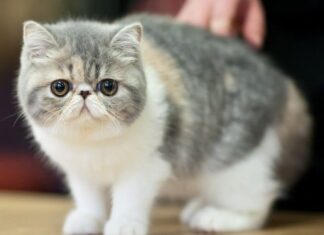 Curiosidades sobre RAZAS DE GATOS ¡Todo lo que debes saber!