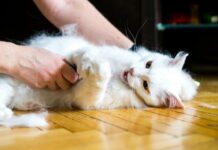 Cambios en el pelo por dieta, ambiente y exposición solar