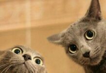 4 videos graciosos de gatos