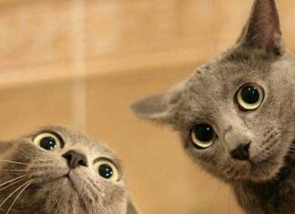 4 videos graciosos de gatos