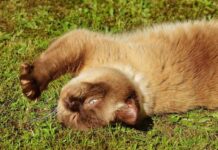 Problemas de salud en gatos y cambios en el pelaje