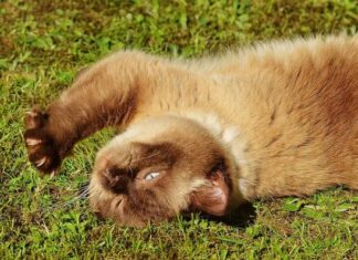 Problemas de salud en gatos y cambios en el pelaje