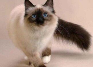 El PELAJE DE LOS GATOS, cambios genéticos y por edad