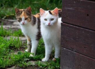 Consejos para SUPERAR LA MUERTE DE UN GATO