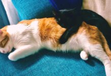 Cuidados por el CORONAVIRUS felino