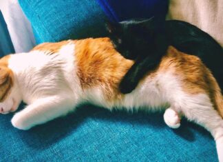 Cuidados por el CORONAVIRUS felino