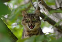 Motivos por los que un gato puede ser agresivo gato-agresivo