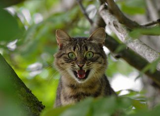 Motivos por los que un gato puede ser agresivo gato-agresivo