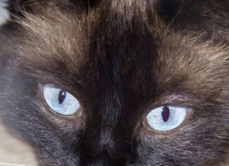 Caracteristicas y personalidad del gato Balinés gato-balines